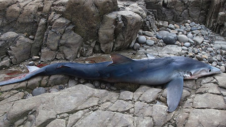 A dead blue shark near Amroth. Image by Richard Crossen.