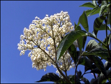 Elderflower