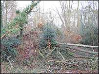 A huge tree collapses in the Covert