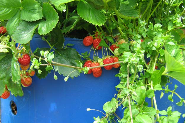 Strawberries
