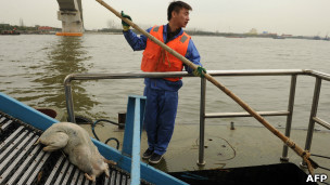 上海打撈死豬
