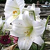 Easter lily