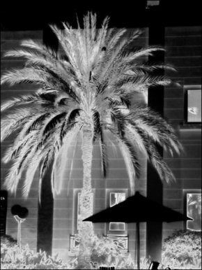 Palm tree negative black and white
