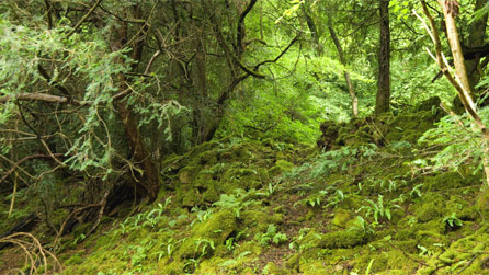 Ancient woodland - CCW