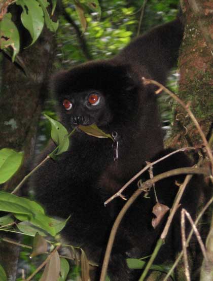 Milne-edward-sifaka © Katherine Banner-Martin.jpg