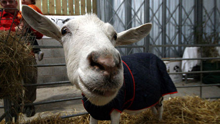 Photograph of a goat