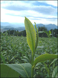 کشتزار چای