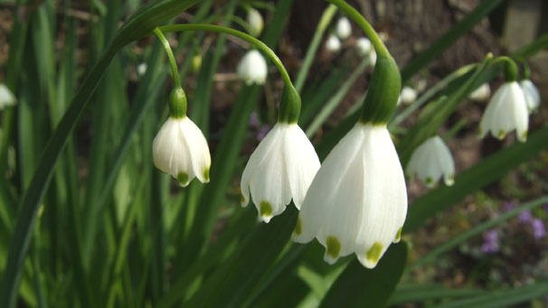 Snowdrops in the Edinburgh Botanic Gardens