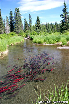 Sockeye salmon in stream