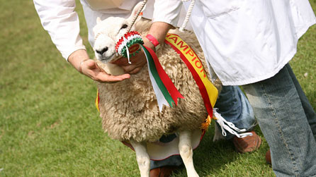 A class-winning sheep