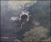 Frog under water