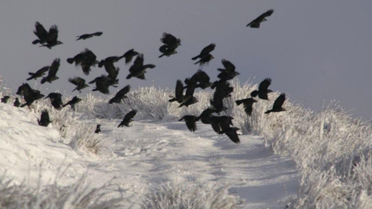 Jackdaws in the snow by Keith Jones