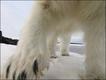 Foto: Eirik Grønningsæter/Veolia Environment Wildlife Photographer of the Year 2010