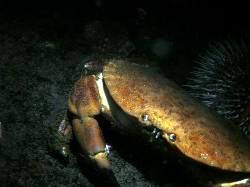An edible crab