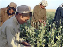 کوکنار