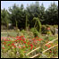 سرکاري باغ