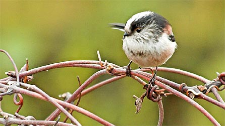 long_tailed_tit_andrew_davi.jpg