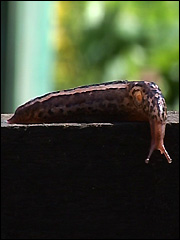 Tiger slug