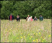 Walking through the Culm grassland