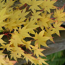 Acer palmatum 'Sango-kaku'