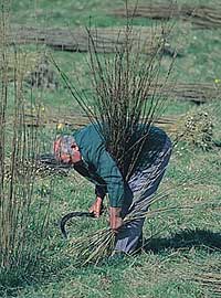 Willow cutting
