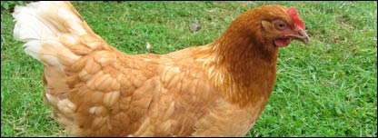 Caroline's chicken