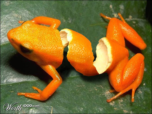 Sapo laranja