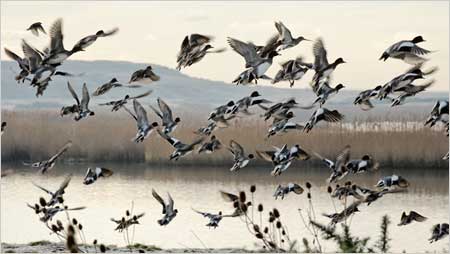 Ducks in flight c/o Martyn Rose