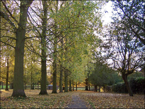 Trees - Peter Large