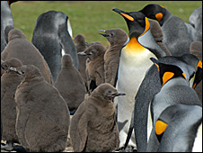 Penguins