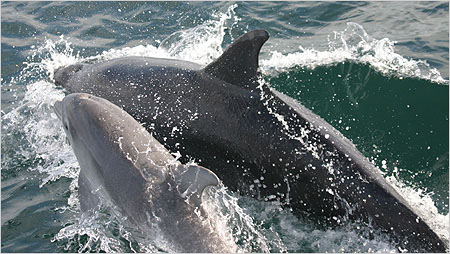 Bottle nosed dolphins c/o Hebridean Wildlife Trust