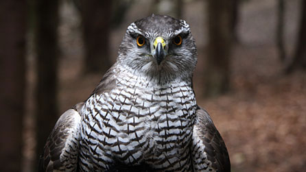 Goshawk