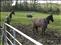 The horses