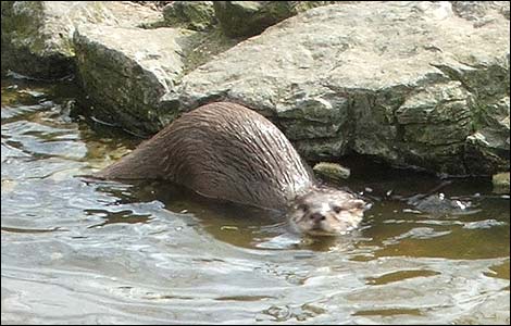 Asian short clawed otter