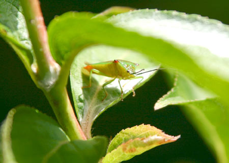 Hawthorn Shieldbug