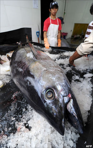 Tuna processing