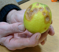 Grey mould on a lemon