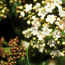 Viburnum tinus 'Eve Price'