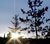 trees