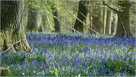 Bluebells in a wood