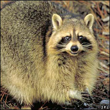 Raccoon