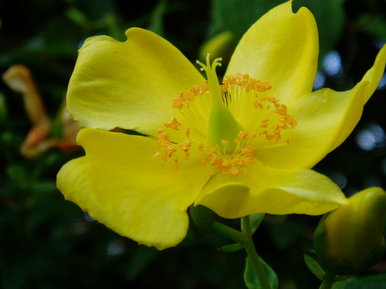 Yellow flower