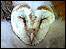 Barn Owl