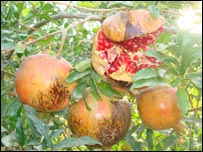 دانار چاودل
