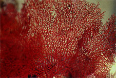coral reef