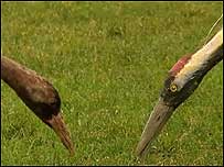 A Crane and Crane 'puppet'