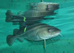 A close up of a tagged cod. © Dave righton / CEFAS