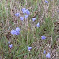 Campanula