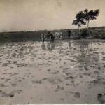 Water Buffalo pumping water into paddy field