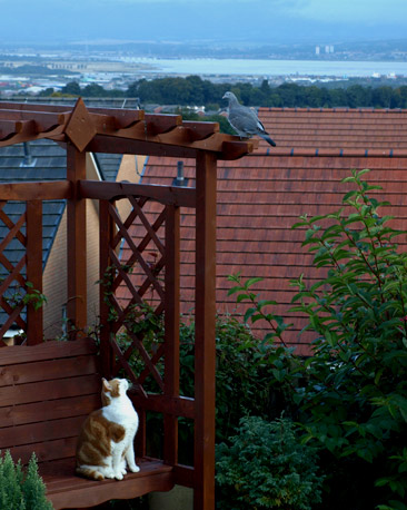A cat on a bench looking up at a pigeon perched above